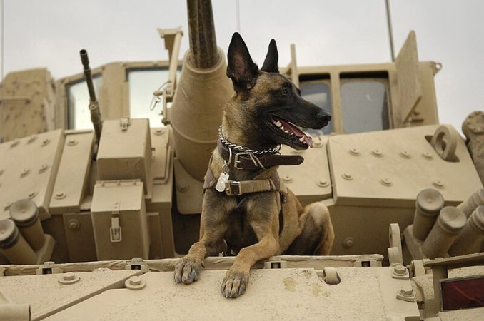 What do military working dogs do?