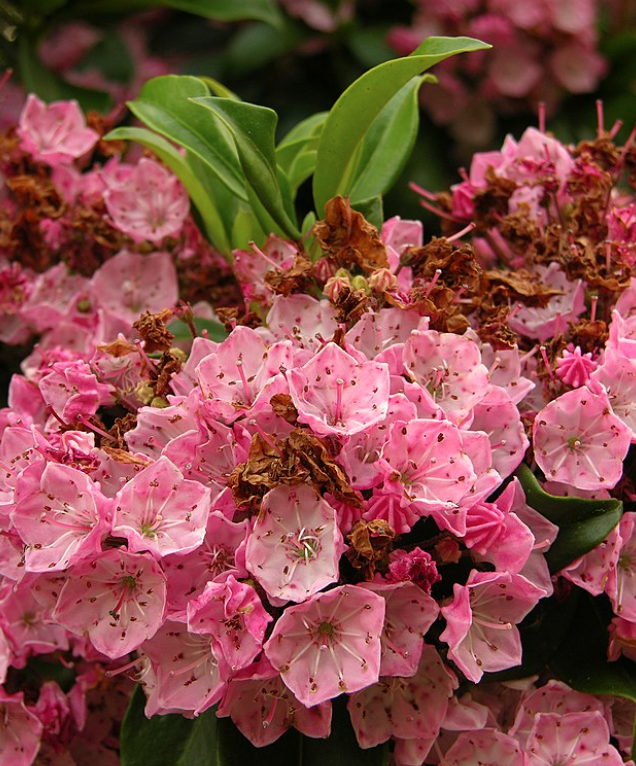 mountain laurel is one of the most toxic plants