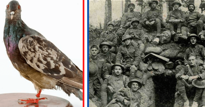 A battle-wounded pigeon saved the Lost Battalion