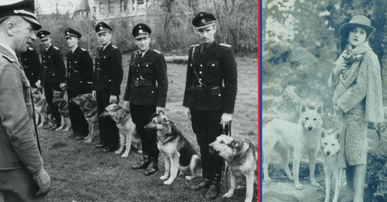How Hitler and the Nazis almost killed off White German Shepherd Dogs