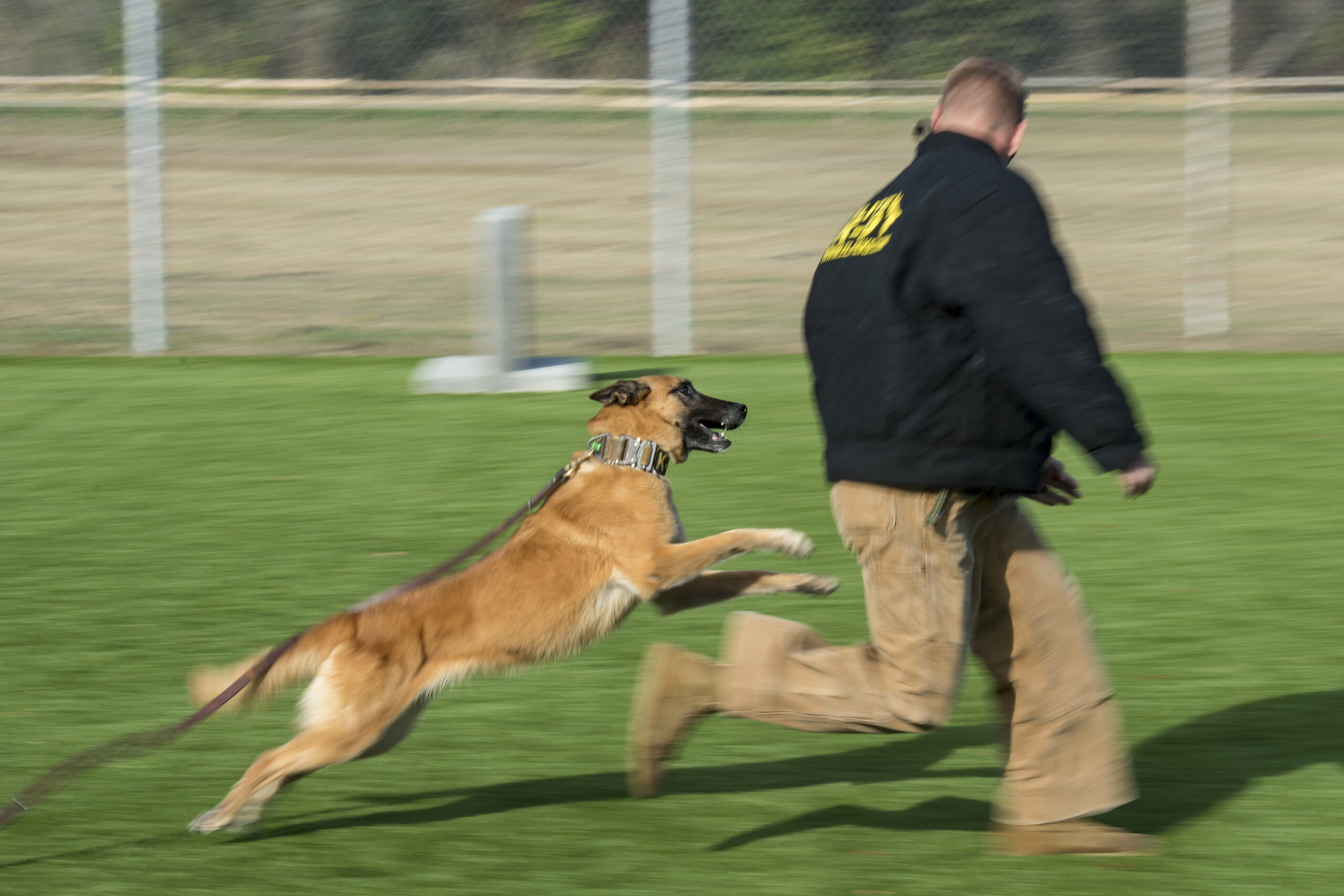 military dog at Langley air force base