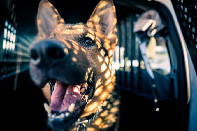 Project K9 Hero serves America’s retired military and police working dogs
