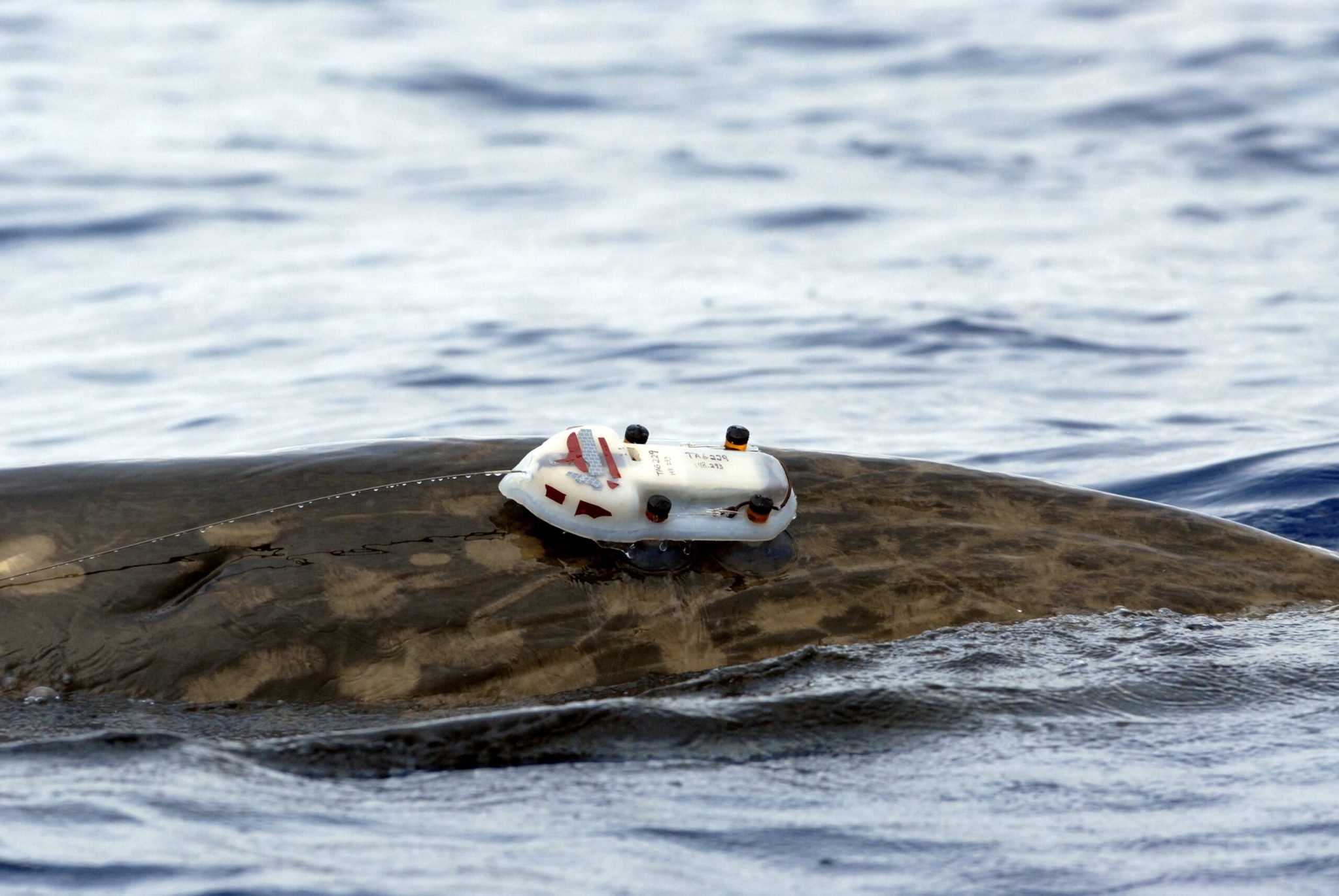 AUTEC: Area 51 meets Bermuda Triangle?