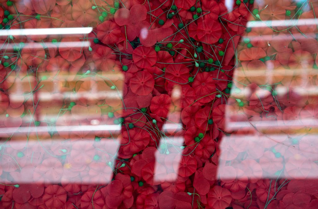 poppy wall of honor usaa memorial day weekend