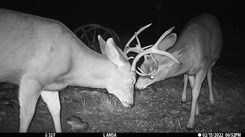 Best Christmas gift for hunters: trail cameras for every budget