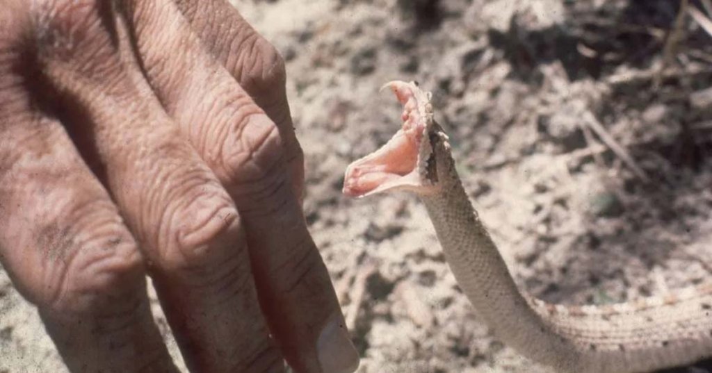 snake bite venom getty