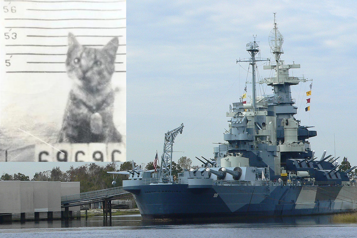 Psspsspss:' American sailors enlisted a cat aboard a battleship