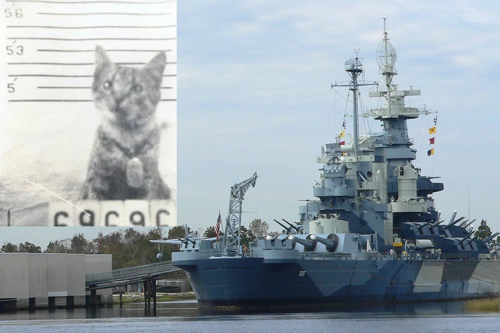 Photo collage shows George the cat in his enlistment photo and the floating battleship USS North Carolina