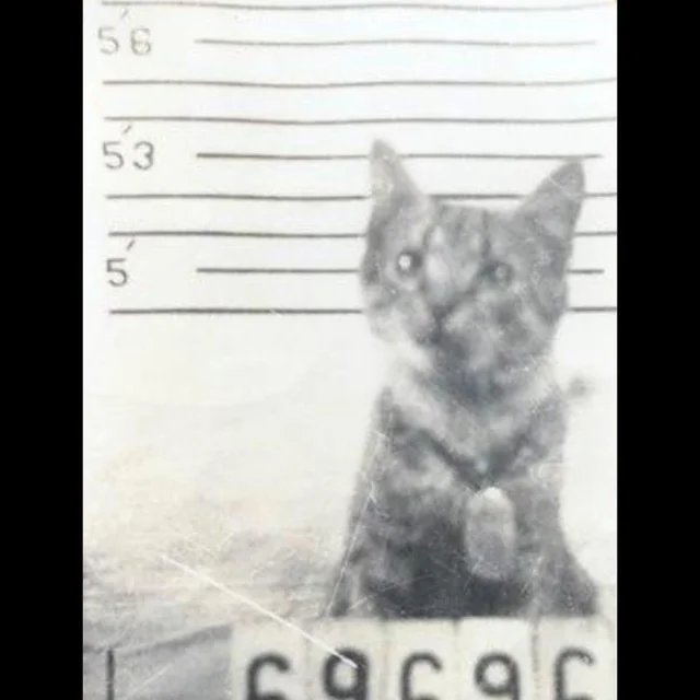 George the cat service photo