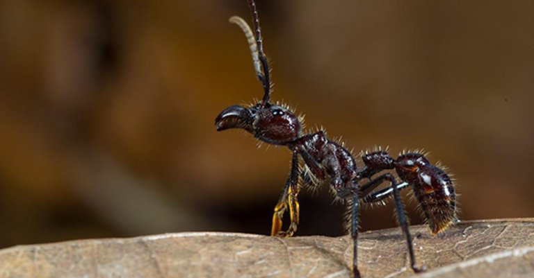 bullet ants university of queensland