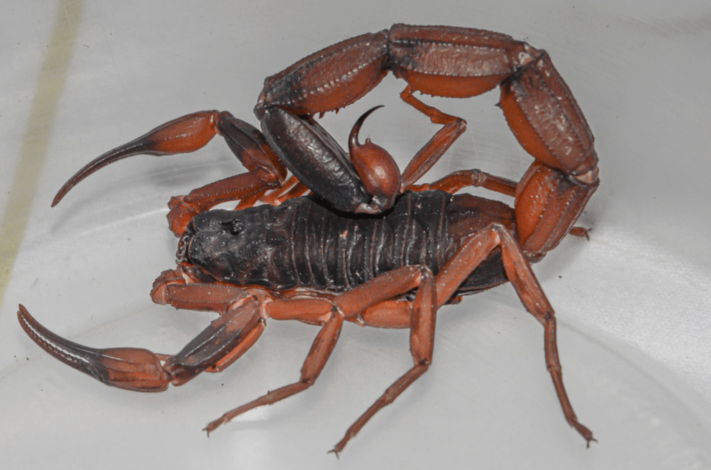 tityus discrepans venezuela