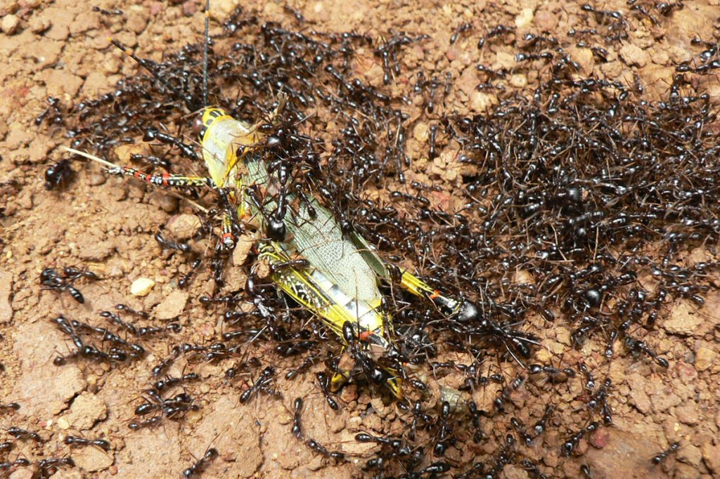 venezuelan bugs army ants