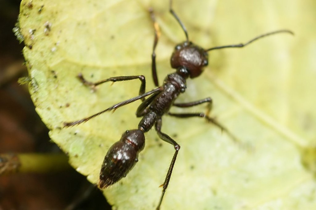 venezuelan bugs bullet ants