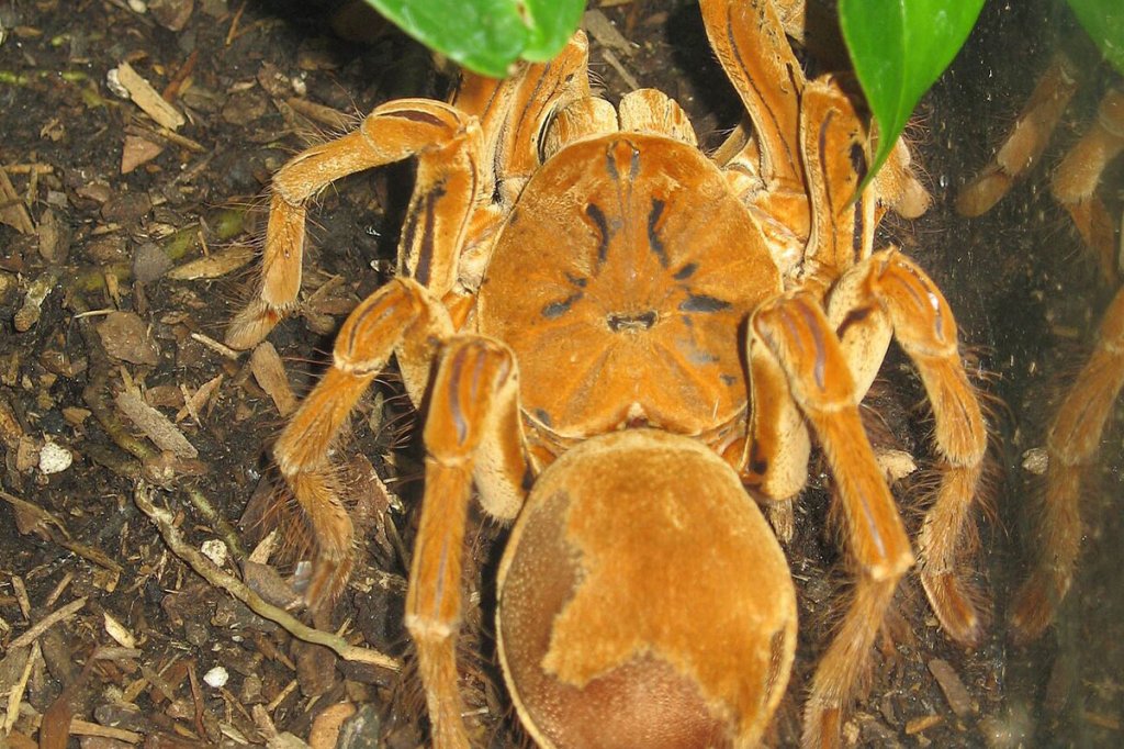 venezuelan bugs goliath birdeater
