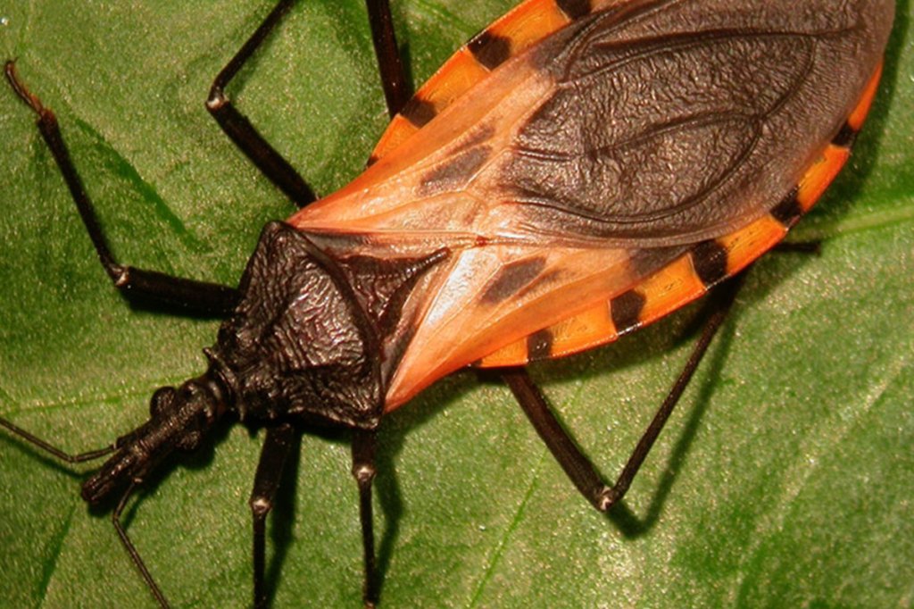 venezulean bugs kissing bug