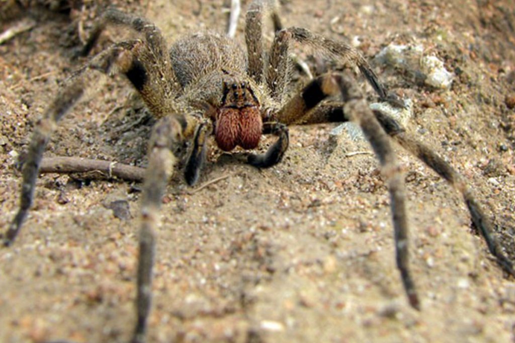 wandering spider in its natural habitat.