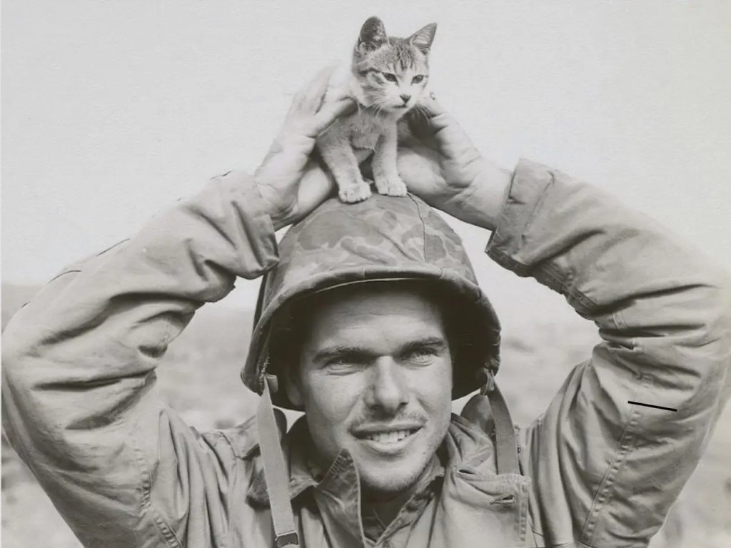 animals in the military cats usni