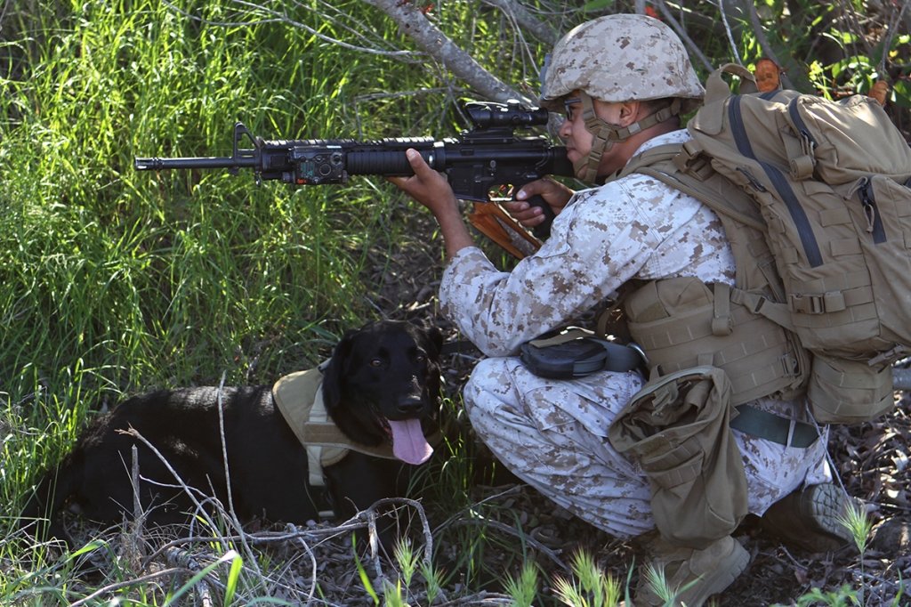 animals in the military dogs counter ied marines