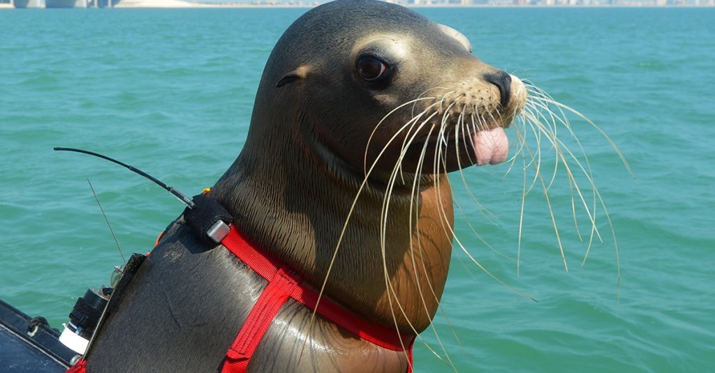 animals in the military marine mammal navy