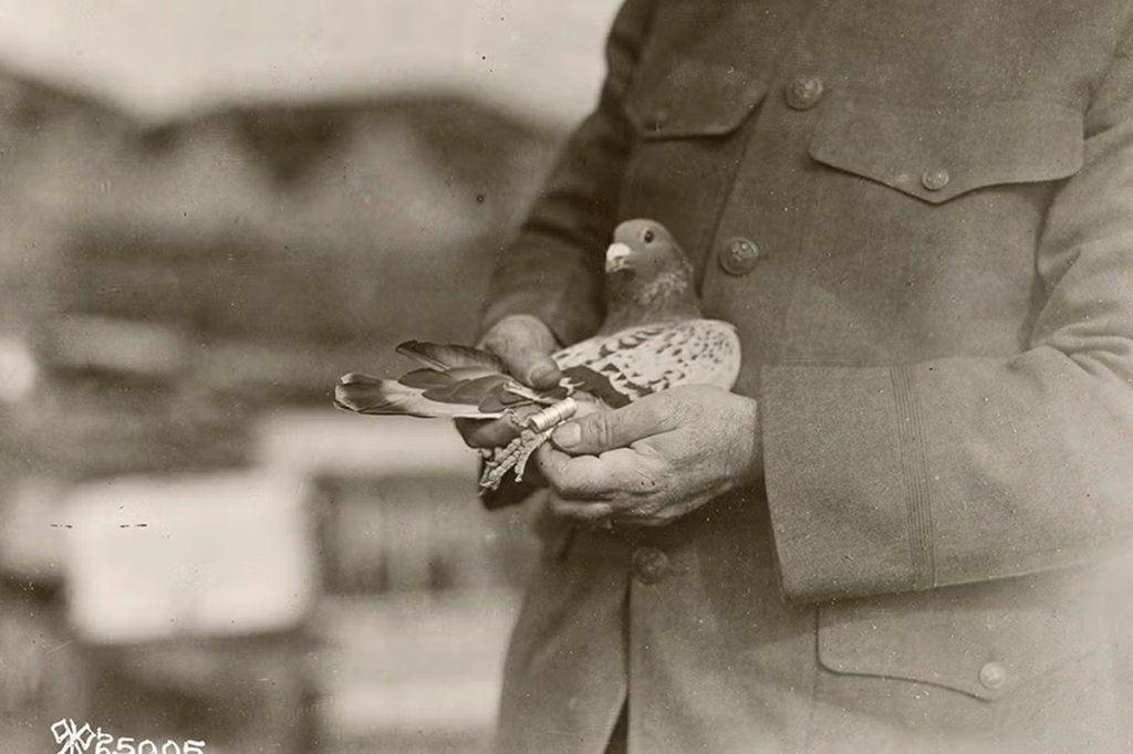 animals in the military pigeons WWI loc