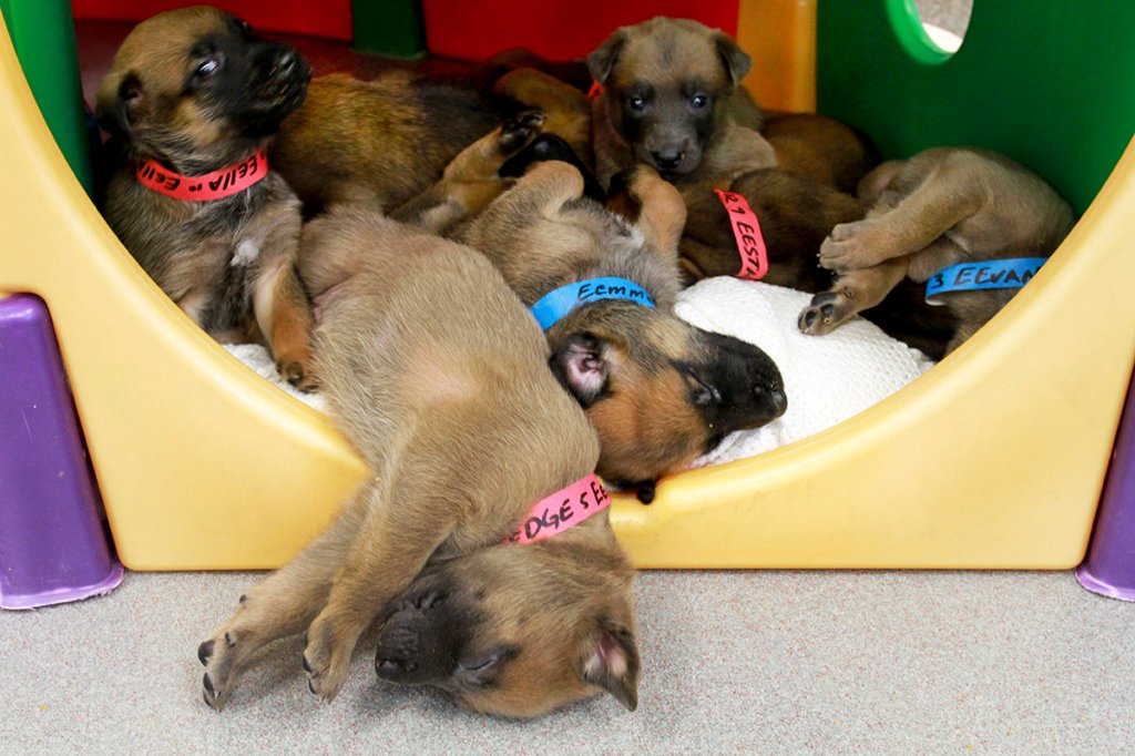 Military Working Dog Breeding Program