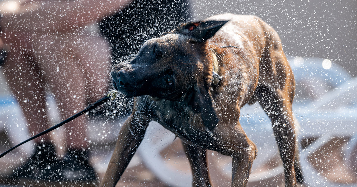 What you should know about the program that trains US military dogs