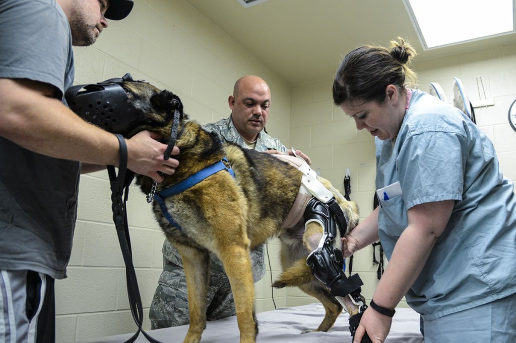 Military working dog hospital