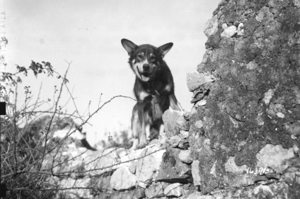 Chips the military dog