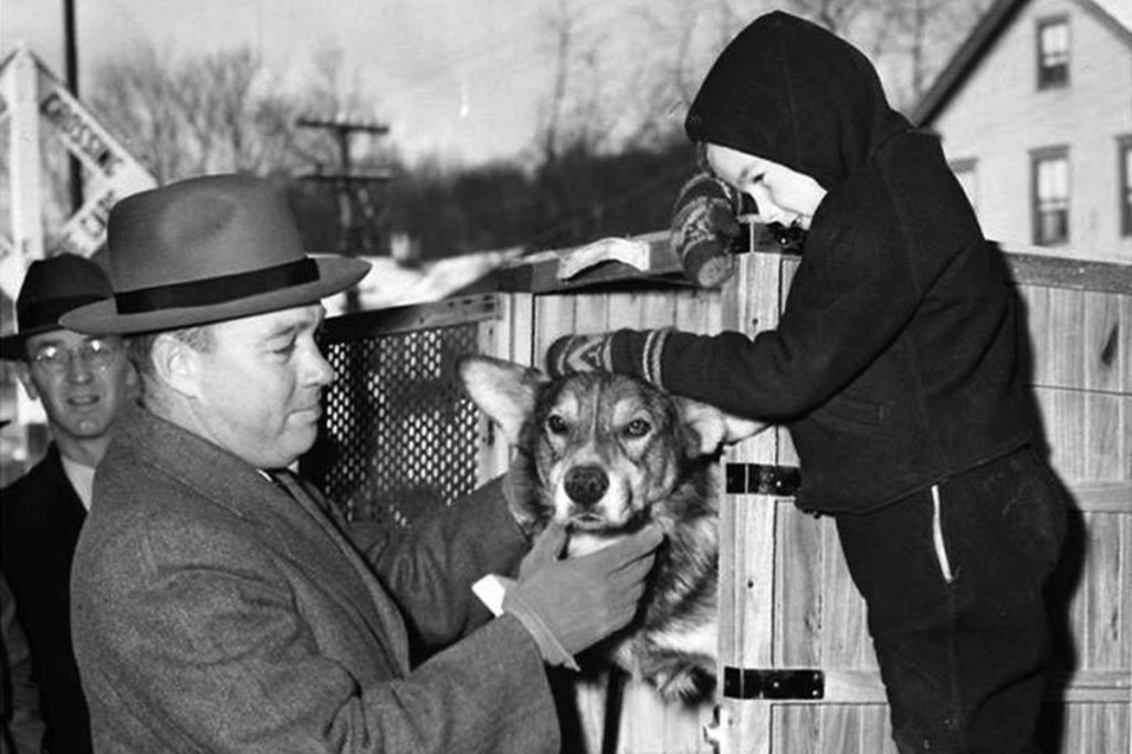 Chips the military dog