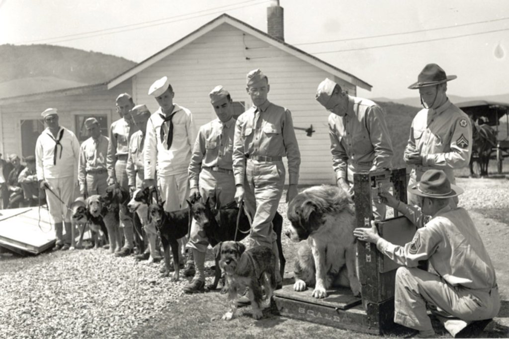 World War II military dogs