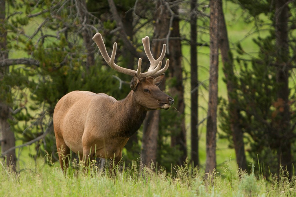 Yellowstone National Park