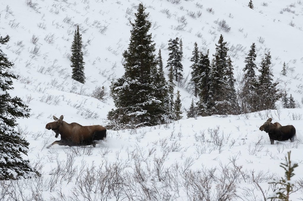Alaska moose