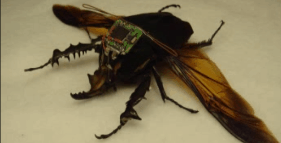 DARPA made a device that turns insects into remote-controlled cyborgs