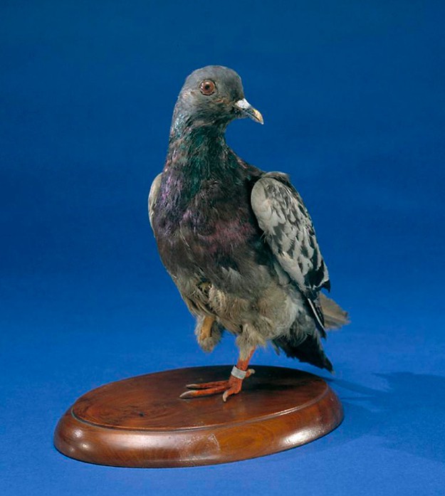 carrier pigeon