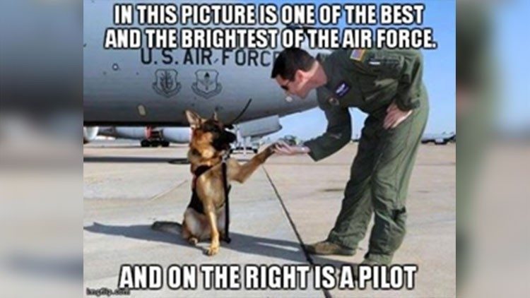 Here are 13 military animals that outrank you