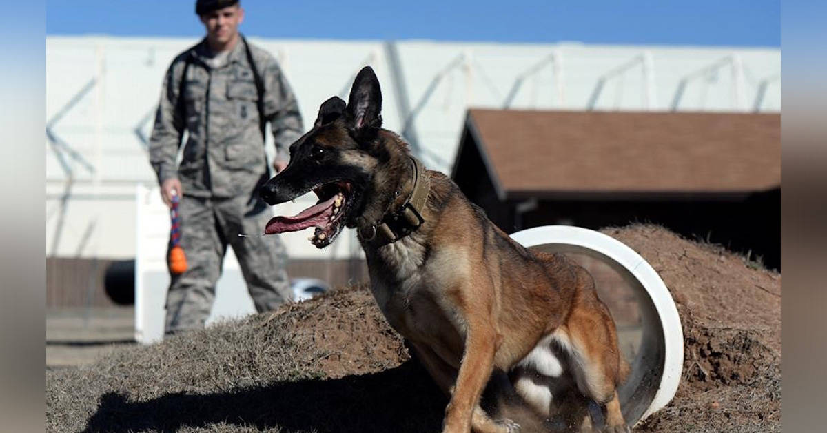 Everything you need to know about National K9 Veterans Day