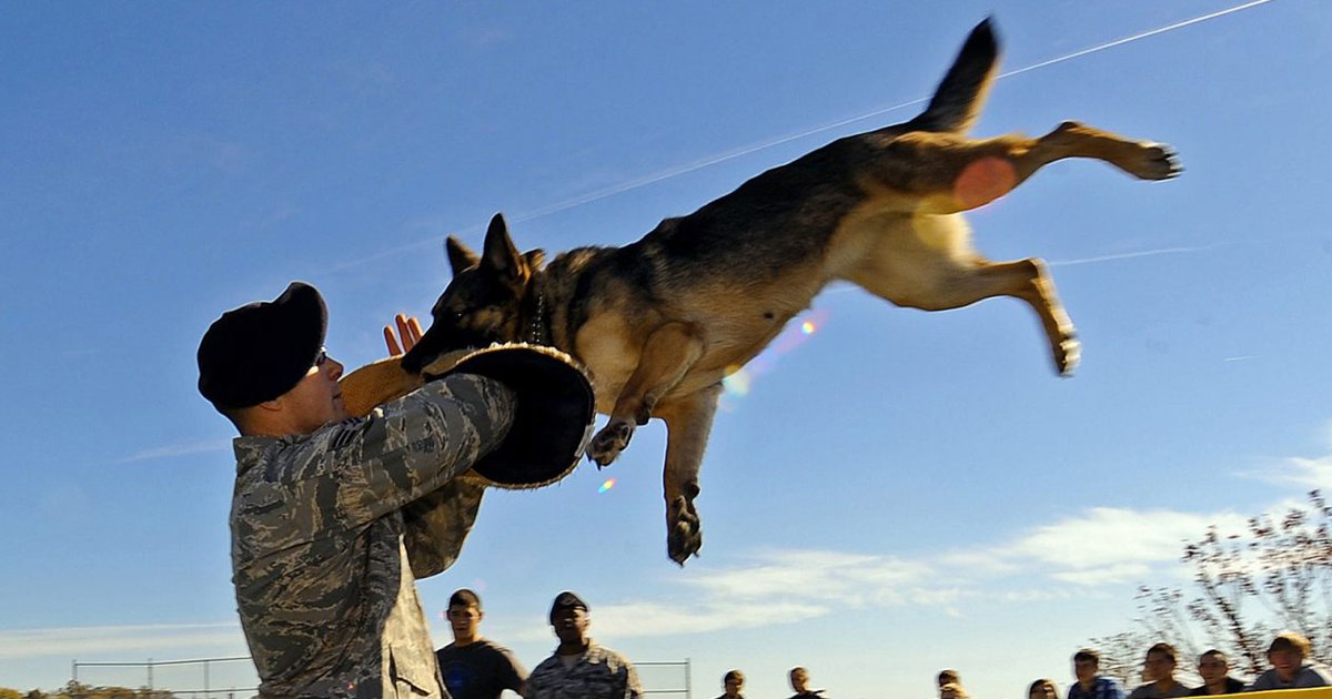 See how the Army evacuates wounded working dogs