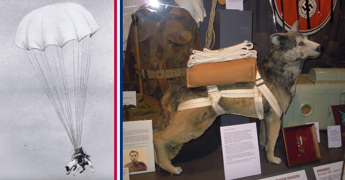During WWII, family dogs went to serve in the war