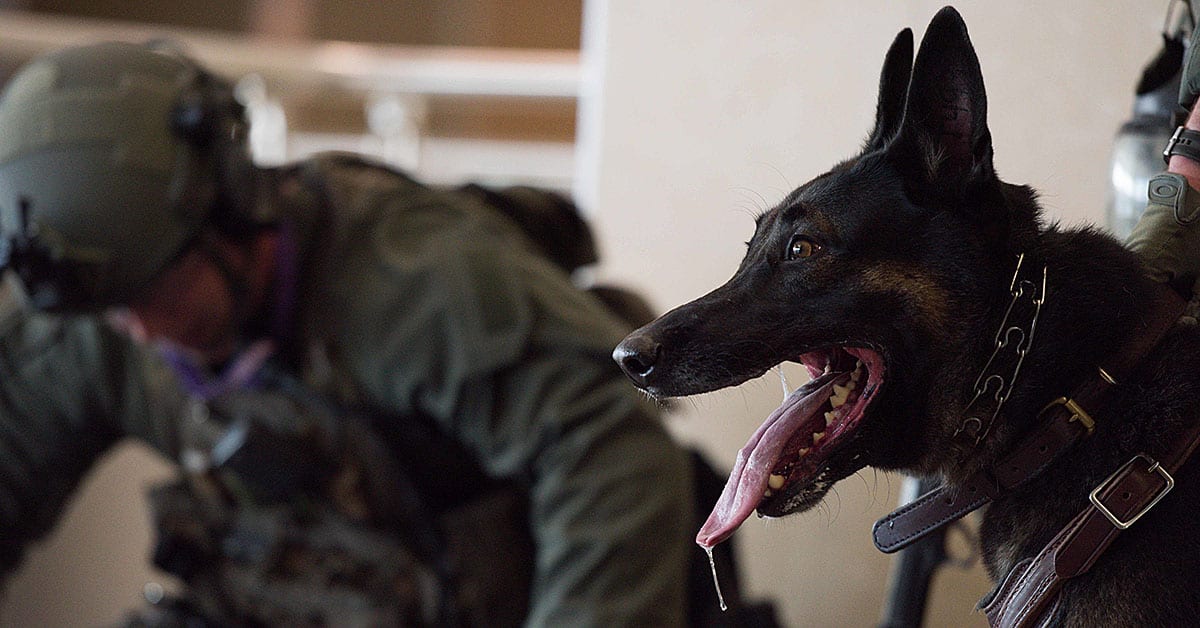 Why an award for military dogs is long overdue