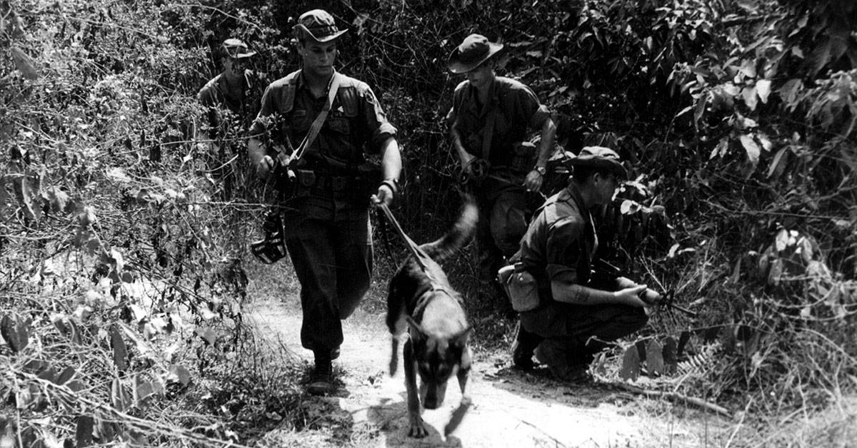 A brief history of dogs in warfare