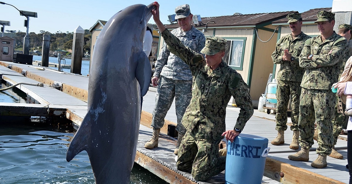 These are the designations for the Navy’s marine mammals