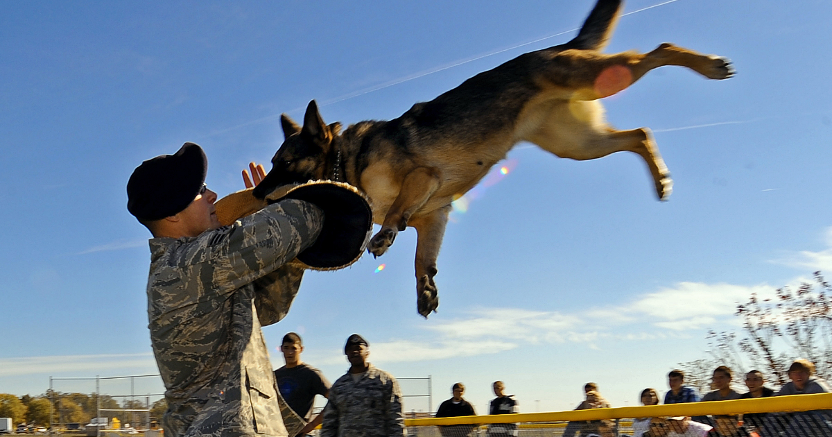 9 Biggest myths about military working dogs