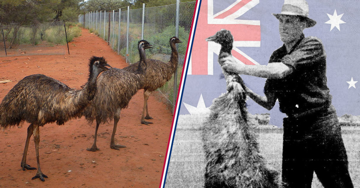 That time Aussies fought emus