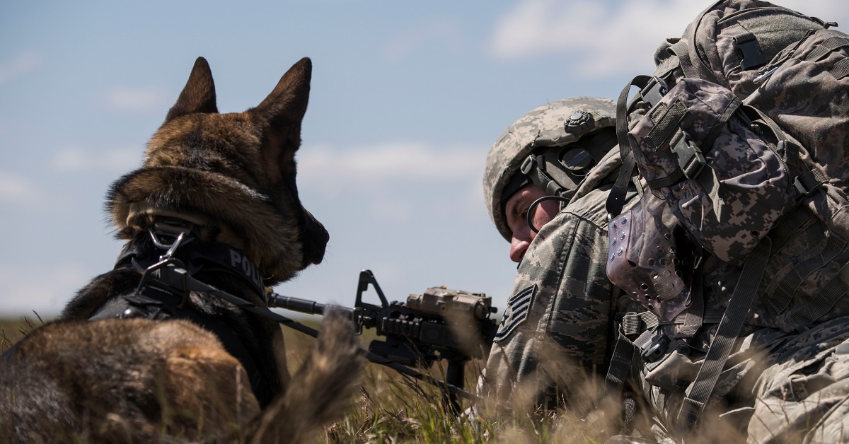 See the moment a military working dog is reunited with handler