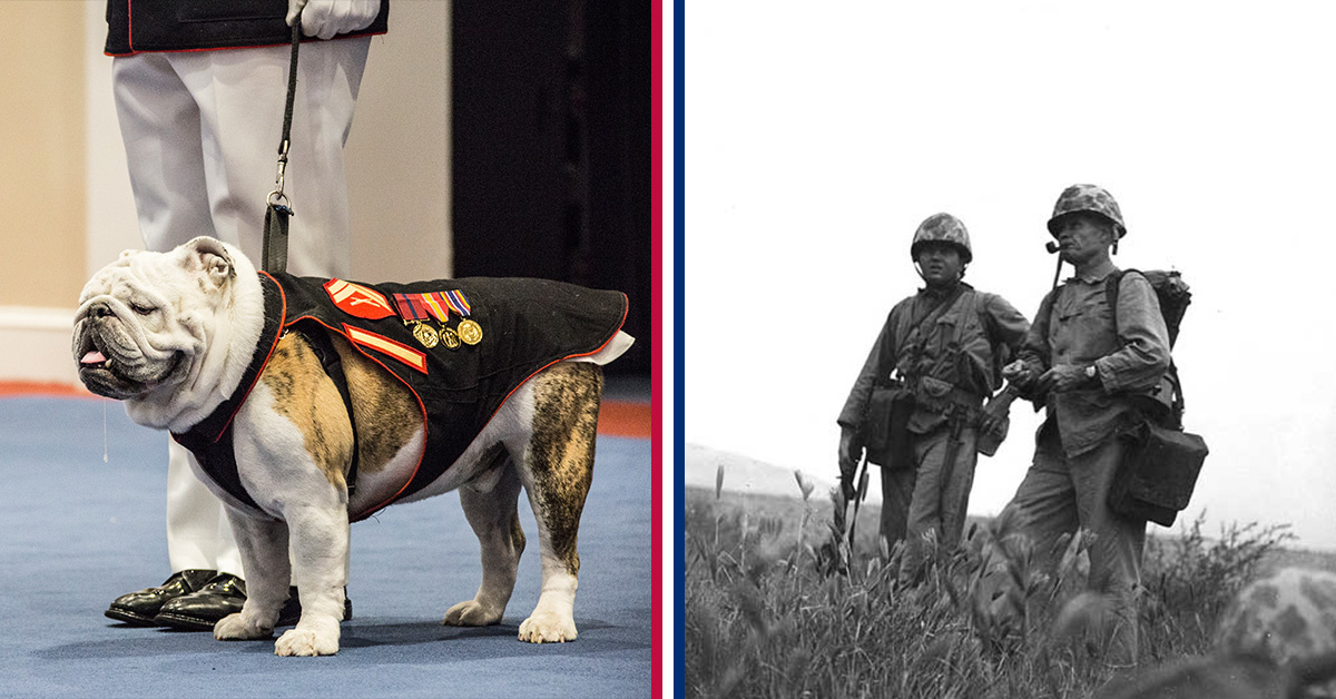 Brutus Bone Broth needs your help to protect America’s retired K9 Heroes