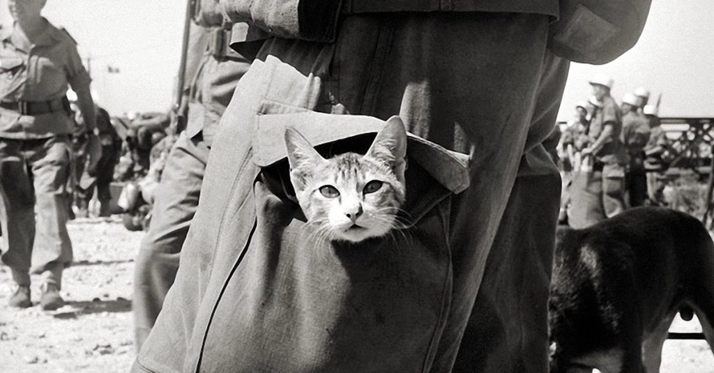 Why cats were the perfect companions in the trenches of WWI