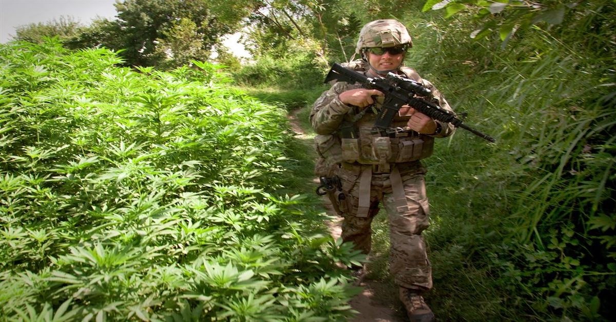 This is the hazy history of warriors and marijuana before the war on drugs
