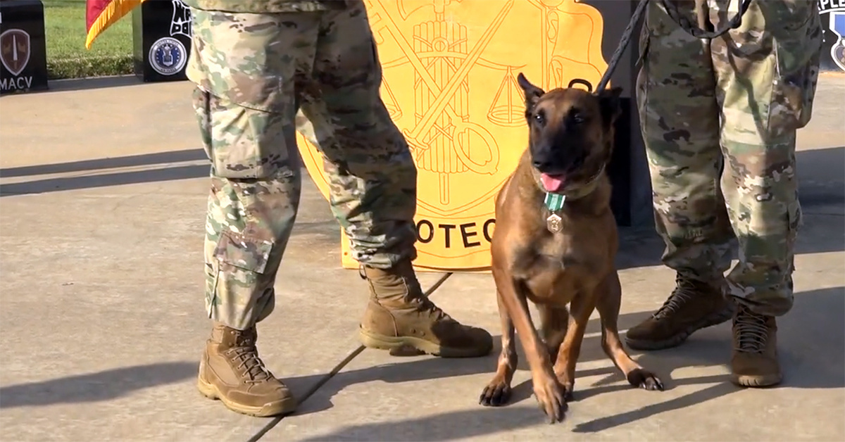 4 missions of the military working dog