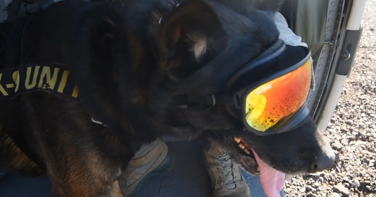 This is what happens to military working dogs after retirement