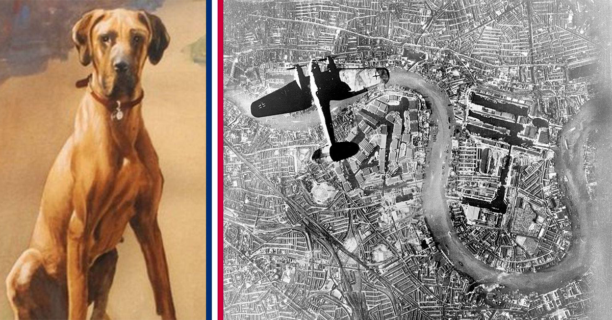 How a stray dog in London led to the training of search and rescue dogs